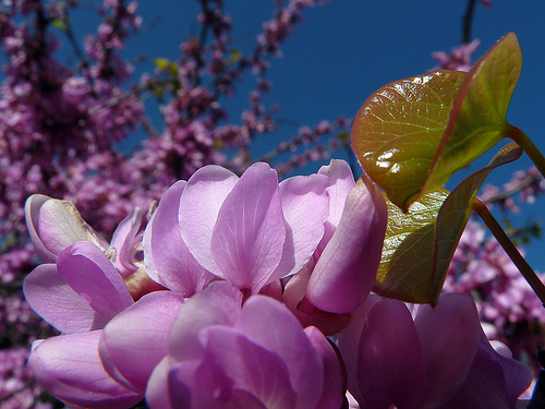 Mrozoodporny Judaszowiec Kanadyjski Cercis Canadensis